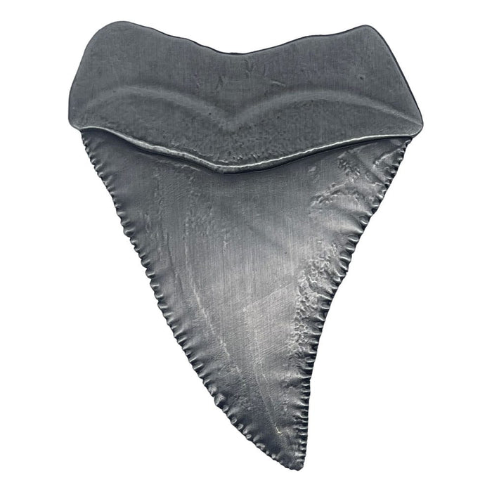Lo squalo Medaglia da Collezione Dente di Squalo